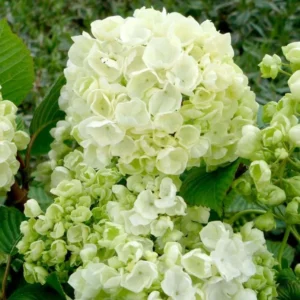 Japanese Snowball Viburnum Live Bush - 6-12