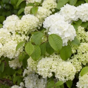 Japanese Snowball Viburnum Live Bush - 6-12