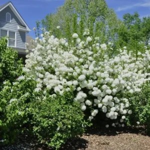Japanese Snowball Viburnum Live Bush - 6-12