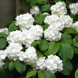 Japanese Snowball Viburnum Live Plant - 2.5