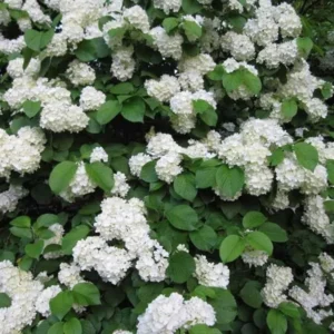 Japanese Snowball Viburnum Live Plant - 2.5" Pot, White Flowers, Outdoor Shrub - Image 2