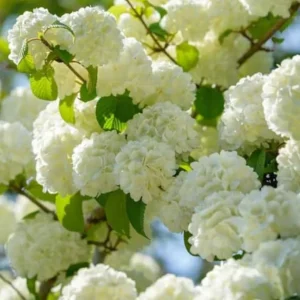 Japanese Snowball Viburnum Live Plant - 2.5