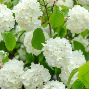 Japanese Snowball Viburnum Live Plant - 2.5" Pot, White Flowers, Outdoor Shrub - Image 1