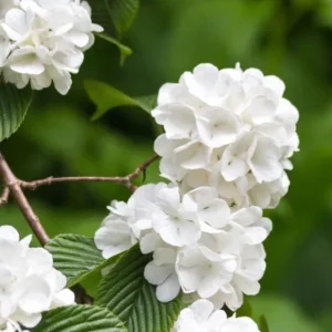 Japanese Snowball Viburnum Live Plant - 2.5