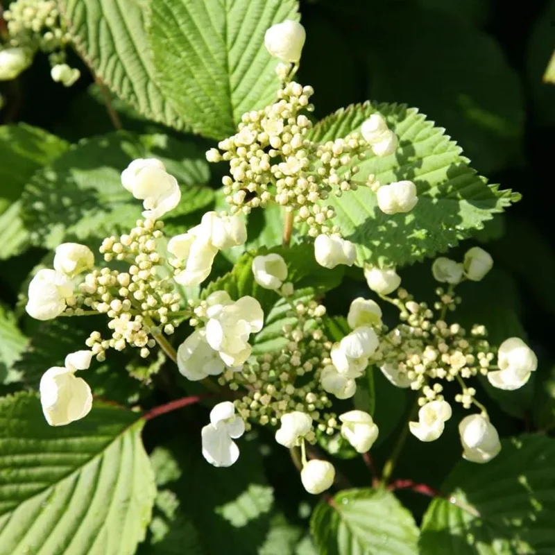 Japanese Snowball Viburnum Live Plant - 6-12" Tall Seedling, 3" Pot, Outdoor Shrub - Image 2