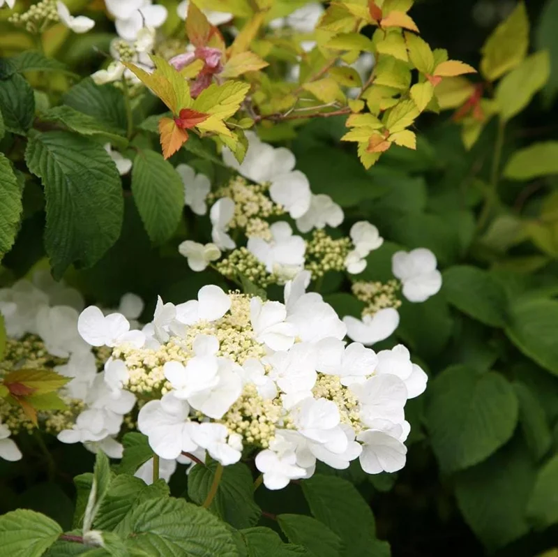 Japanese Snowball Viburnum Live Plant - 6-12" Tall Seedling, 3" Pot, Outdoor Shrub - Image 1