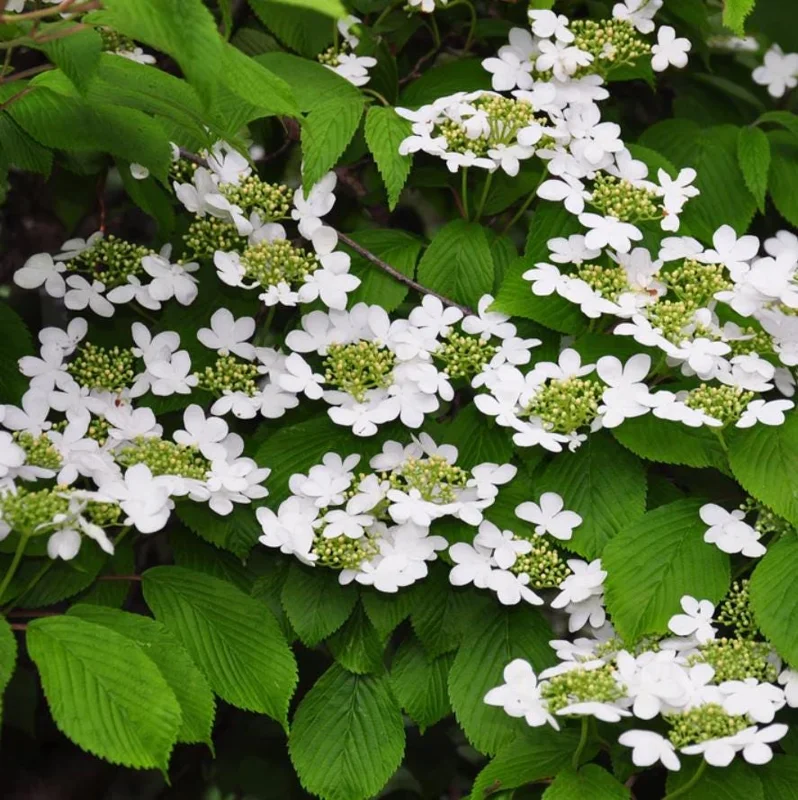 Japanese Snowball Viburnum Live Plant - 6-12" Tall Seedling, 3" Pot, Outdoor Shrub - Image 3