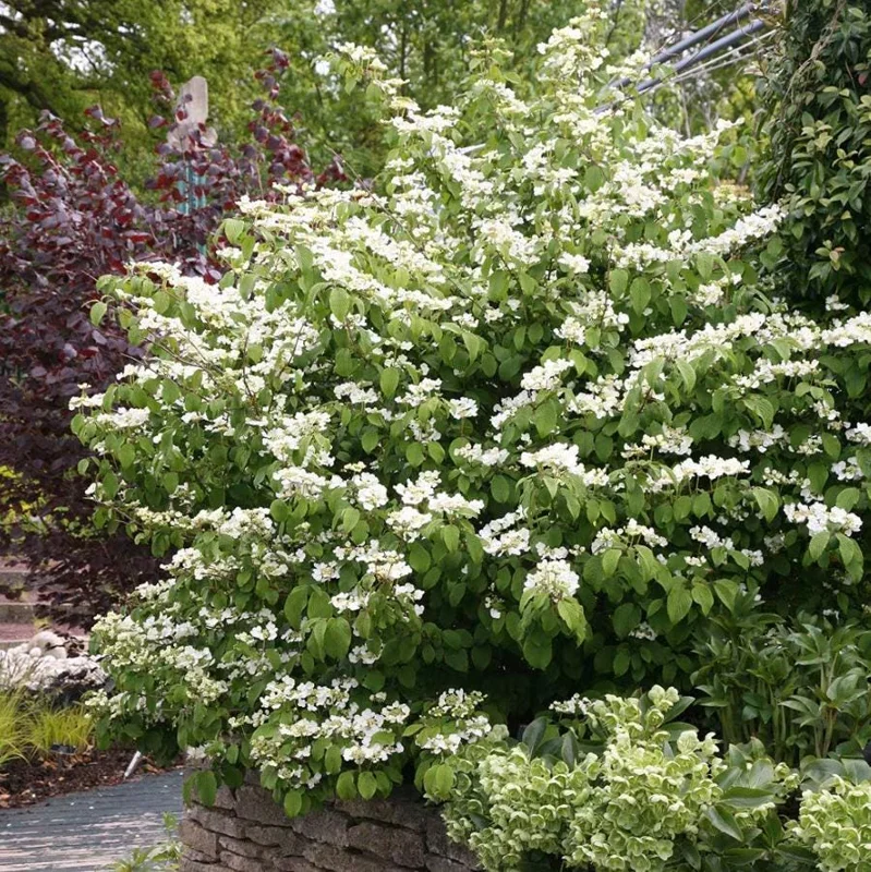 Japanese Snowball Viburnum Live Plant - 6-12" Tall Seedling, 3" Pot, Outdoor Shrub - Image 4