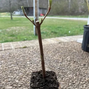 Japanese Snowball Viburnum Live Plant - 6-12