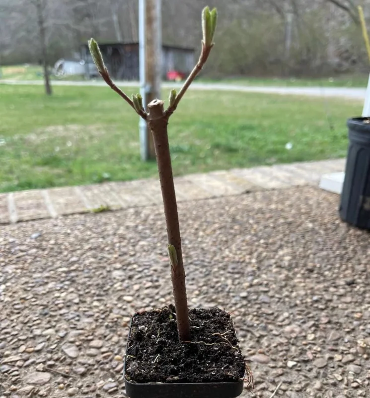 Japanese Snowball Viburnum Live Plant - 6-12" Tall Seedling, 3" Pot, Outdoor Shrub - Image 5