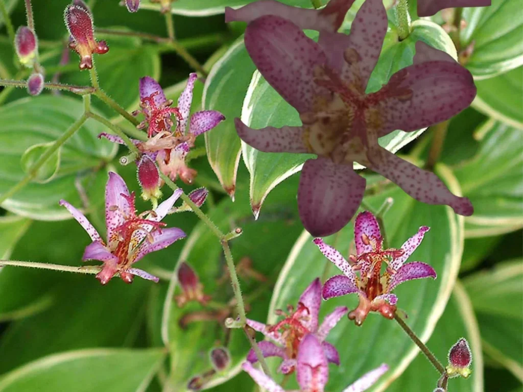 Japanese Toad Lily Plant - Exotic Perennial Flower for Shade