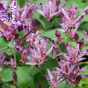 Japanese Toad Lily Live Plant - Exotic Perennial Flower for Shade, 4 inch Pot - Image 2