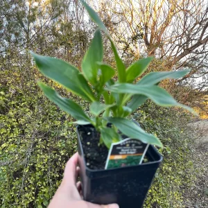 Japanese Toad Lily Live Plant - Exotic Perennial Flower for Shade, 4 inch Pot - Image 3