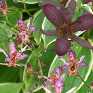 Japanese Toad Lily Live Plant - Exotic Perennial Flower for Shade, 4 inch Pot - Image 1