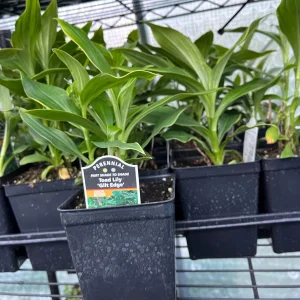 Japanese Toad Lily Live Plant - Exotic Perennial Flower for Shade, 4 inch Pot - Image 6