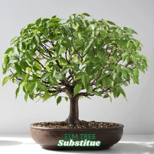 Japanese Zelkova Tree (2-Pack) – Zelkova Serrata Bare Root Live Plant – 2-3 ft Tall Ornamental Shade Tree - Image 2