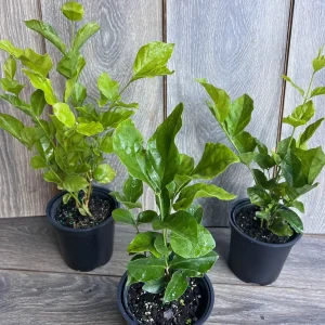 Jasmine Belle of India Live Plant - 4