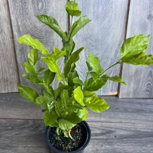 Jasmine Belle of India Live Plant - 4" Pot, Fragrant, Indoor/Outdoor - Image 2