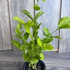 Jasmine Belle of India Live Plant - 4