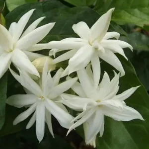 Jasmine Belle of India Live Plant - 4" Pot, Fragrant, Indoor/Outdoor - Image 1