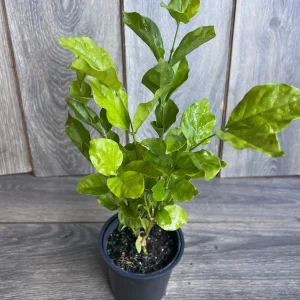 Jasmine Belle of India Live Plant - 4