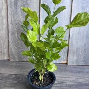 Jasmine Belle of India Live Plant - 4