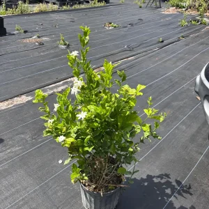 Jasmine 'Belle of India' Live Plant - Fragrant Double White Flowers, Jasminum sambac, 4-inch Pot - Image 1