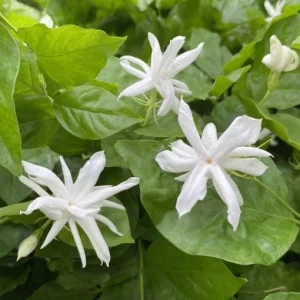 Jasmine 'Belle of India' Live Plant - Fragrant Double White Flowers, 4 inch pot, Indoor/Outdoor - Image 2