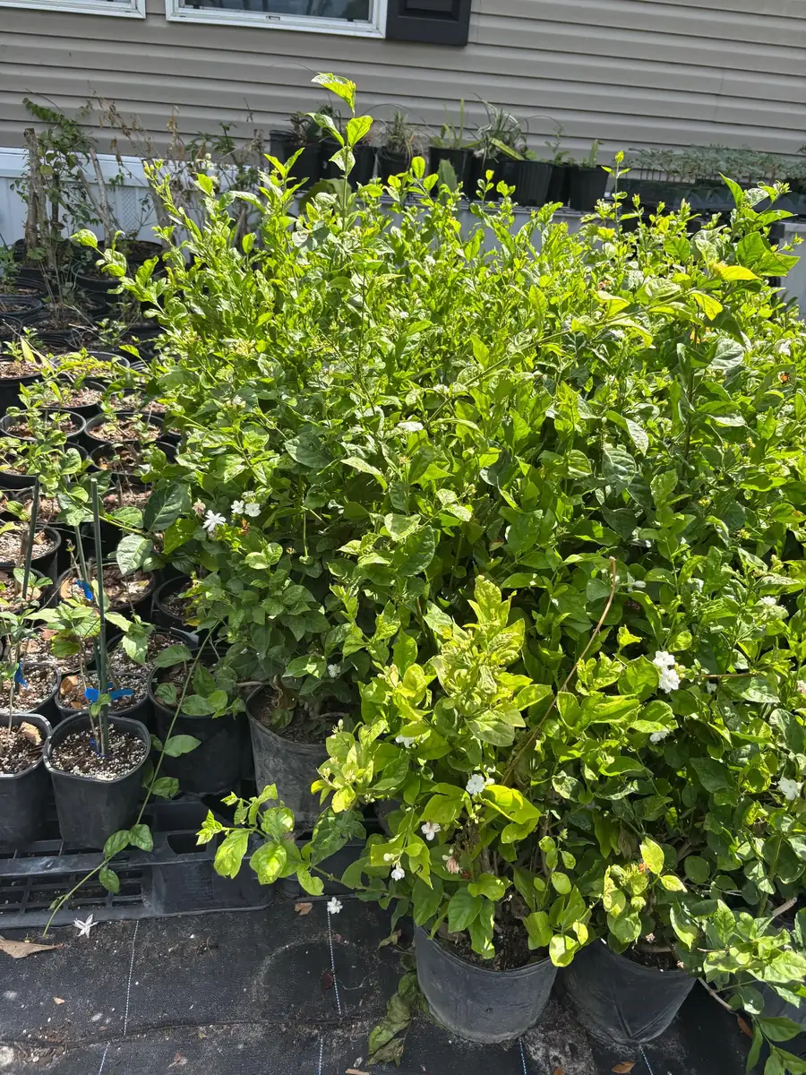 Jasmine 'Belle of India' Live Plant - Fragrant Double White Flowers, 4 inch pot, Indoor/Outdoor - Image 3