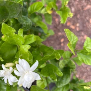 Jasmine 'Belle of India' Live Plant - Fragrant Double White Flowers, 4 inch pot, Indoor/Outdoor - Image 4