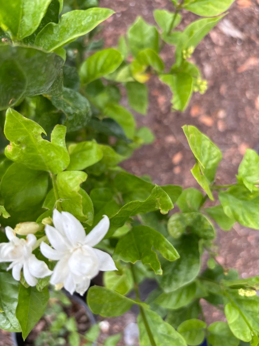 Jasmine 'Belle of India' Live Plant - Fragrant Double White Flowers, 4 inch pot, Indoor/Outdoor - Image 4