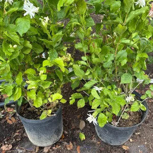 Jasmine 'Belle of India' Live Plant - Fragrant Double White Flowers, 4 inch pot, Indoor/Outdoor - Image 6