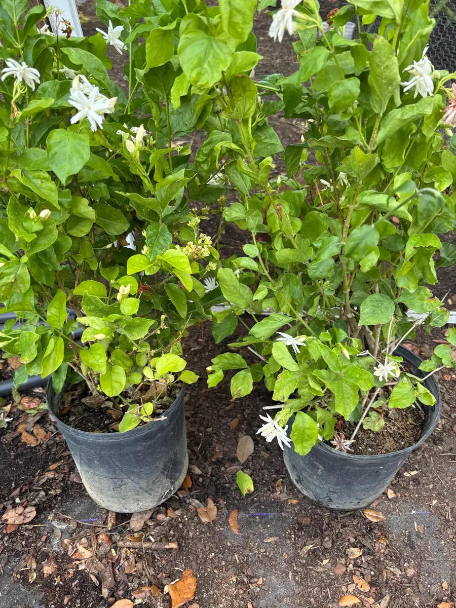 Jasmine 'Belle of India' Live Plant - Fragrant Double White Flowers, 4 inch pot, Indoor/Outdoor - Image 6