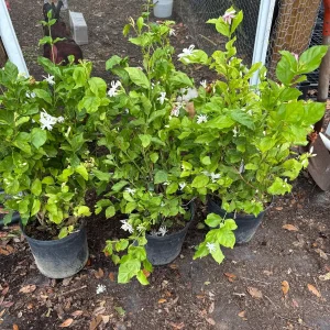 Jasmine 'Belle of India' Live Plant - Fragrant Double White Flowers, 4 inch pot, Indoor/Outdoor - Image 7