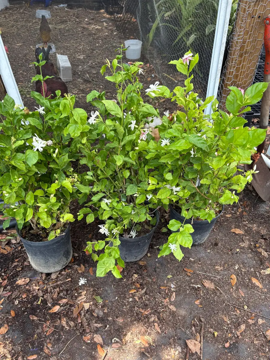 Jasmine 'Belle of India' Live Plant - Fragrant Double White Flowers, 4 inch pot, Indoor/Outdoor - Image 7