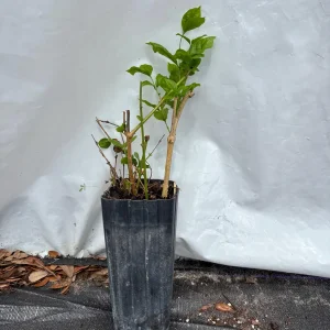 Jasmine 'Belle of India' Live Plant - Fragrant Double White Flowers, 4 inch pot, Indoor/Outdoor - Image 8