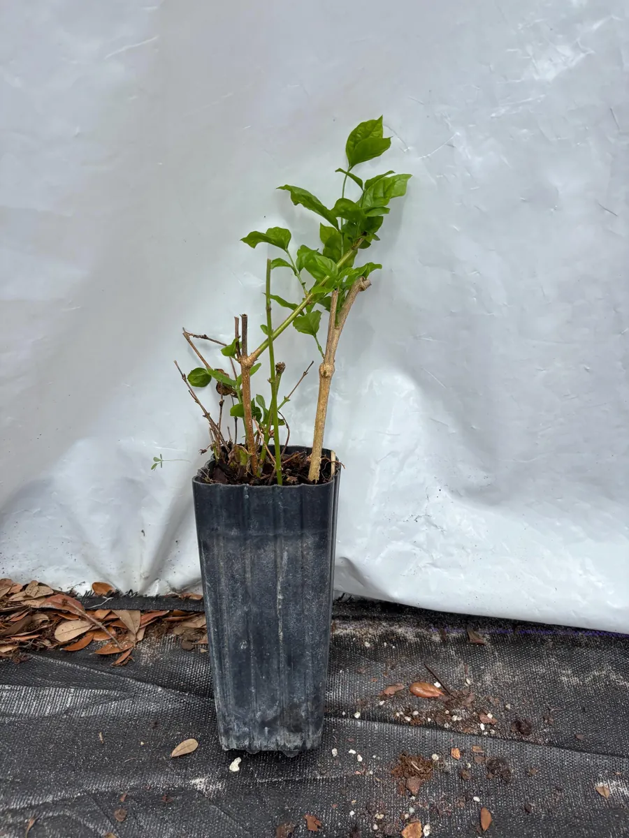 Jasmine 'Belle of India' Live Plant - Fragrant Double White Flowers, 4 inch pot, Indoor/Outdoor - Image 8
