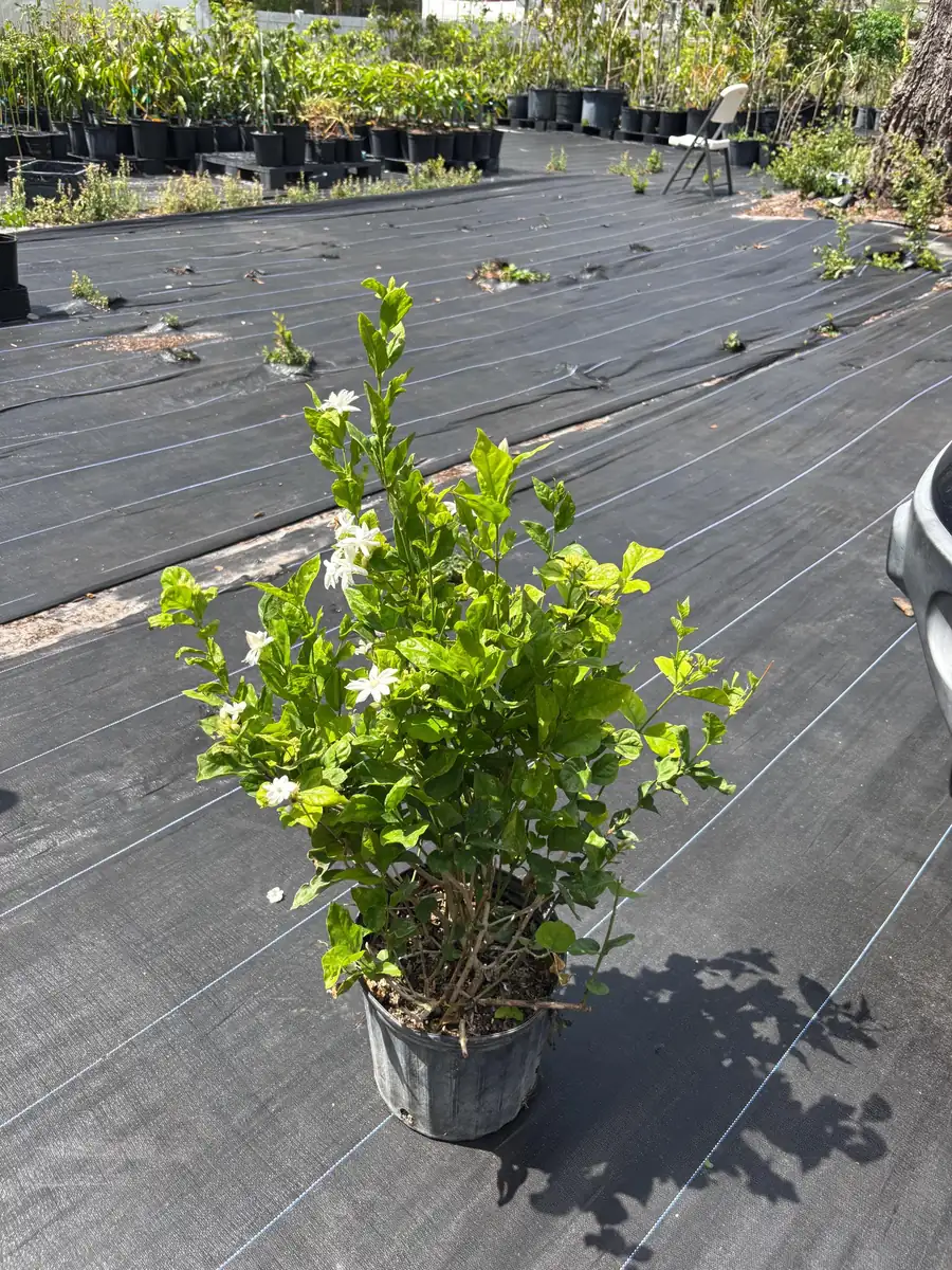 Jasmine 'Belle of India' Live Plant - Fragrant Double White Flowers, 4 inch pot, Indoor/Outdoor - Image 1