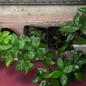 Jasmine Combo: Confederate & Night Blooming Live Plant, 2-Pack, 12in Tall - Image 2