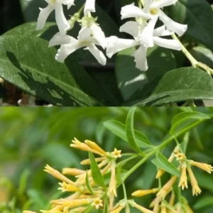Jasmine Combo: Confederate & Night Blooming Live Plant, 2-Pack, 12in Tall - Image 3