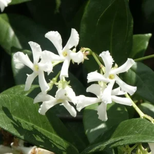 Jasmine Combo: Confederate & Night Blooming Live Plant, 2-Pack, 12in Tall - Image 4