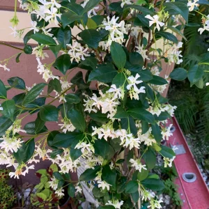 Jasmine Combo: Confederate & Night Blooming Live Plant, 2-Pack, 12in Tall - Image 5