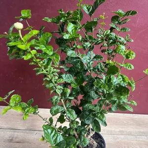 Jasmine Grand Duke Live Plant 6 inch Pot - Fragrant Double White Flowers - Image 2