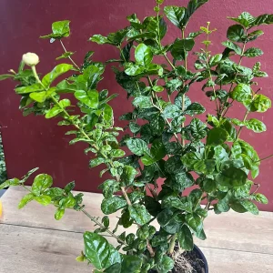 Jasmine Grand Duke Live Plant 6 inch Pot - Fragrant Double White Flowers - Image 3