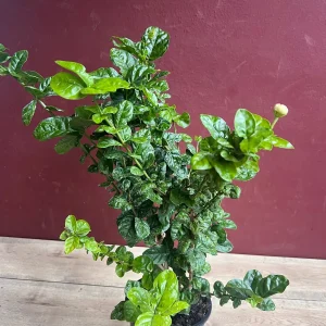 Jasmine Grand Duke Live Plant 6 inch Pot - Fragrant Double White Flowers - Image 7