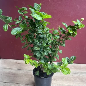 Jasmine Grand Duke Live Plant 6 inch Pot - Fragrant Double White Flowers - Image 9