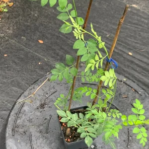 Jasminum Grandiflorum 'Chameli' Live Plant – Fragrant Jasmine 4 inch Pot - Image 4