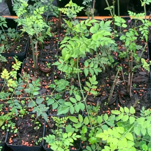 Jasminum Grandiflorum 'Chameli' Live Plant – Fragrant Jasmine 4 inch Pot - Image 5