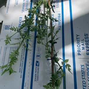 Jasminum Grandiflorum 'Chameli' Live Plant – Fragrant Jasmine 4 inch Pot - Image 7