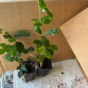 Jasminum Grandiflorum Chameli Live Plant - Royal Jasmine, 4 inch Pot - Image 10